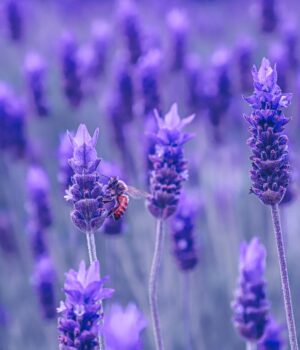 Lavender 40/42 Oil  <span> 薰衣草40/42 (含20%薰衣草純精油)  </span>