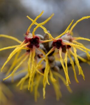 Witch Hazel GII <span> 金縷梅蒸餾液（含GII）  </span>