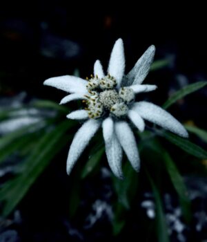 EDELWEISS-ECO <span>  有機雪絨花萃取</span>