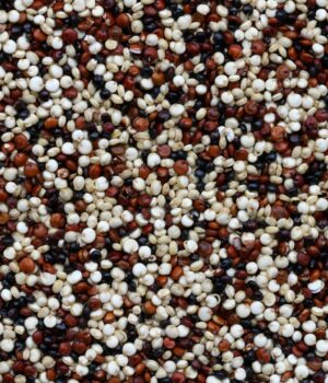 Quinoa Extract H.GL-M.S.  <span> 藜麥萃取  </span>