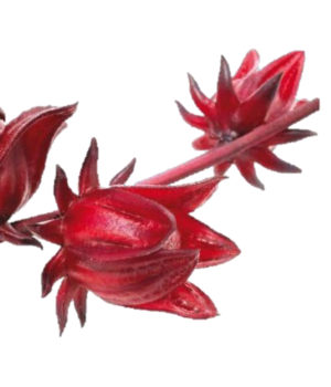 Hibiscus LG 45% Organic Acids<span>玫瑰茄花酸</span>