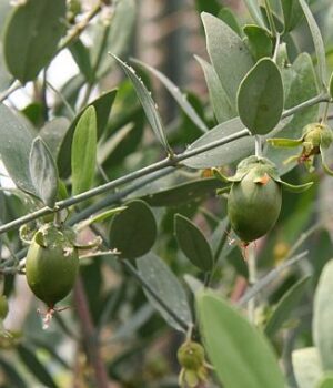 Jojoba Oil​ <span> 荷荷芭油</span>