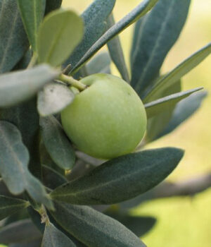 Exfo-Olive<span>