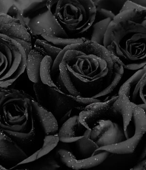 Black Baccara Rose<span> 巴卡拉黑玫瑰</span>