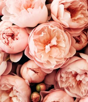 Acxosome-Paeonia<span> 芍藥外泌體</span>