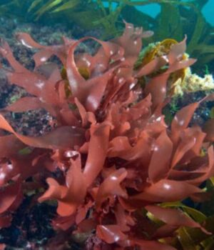 Densinaria™ <span>冰海火紅藻</span>
