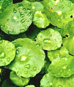 Acxosome-CICA<span> 積雪草外泌體</span>