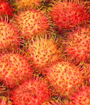A-SoothingUp™ RB<span> 紅果安肌素 </span>