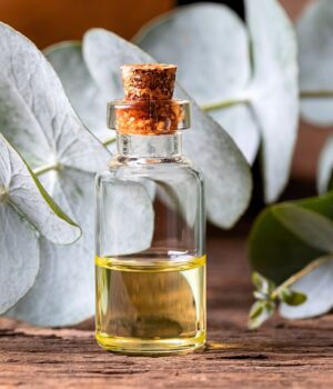Eucalyptus Oil-723 <span> 尤加利精油   </span>